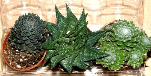 Mühlan Topartikel- Sukkulentenmix 4 Verschiedene Sukkulenten für Terrarien und Paludarien, Sukkulente