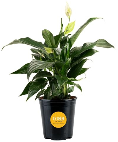 Costa Farms Peace Lily, Live Indoor Plant with Flowers, Air Purifying Houseplant in Nursery Planter Pot, Potting Soil, Thinking of You Gift, Plants Room Decor, 1 Foot Tall
