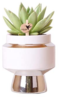Kolibri Greens | Grünpflanze - Sukkulente Echeveria Miranda im Le Chic Topf silber - Topfgröße Ø9cm - grüne Zimmerpflanze - frisch vom Züchter
