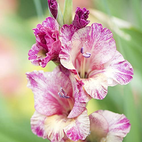 Gladiolen Zwiebeln Blumenzwiebeln FrüHblüHer Blumen Deko Zimmerpflanzen Gartenpflanzen Winterhart MehrjäHrig Stauden Bodendecker FrüHlingsblumen Zwiebeln Balkon 6 Rosa Gladiolen Zwiebel