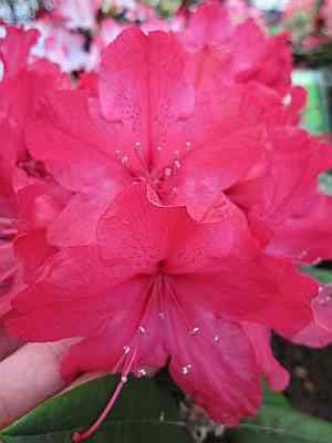 Rhododendron Hybrid smirnowii Weinlese - Kaukasische Alpenrose Weinlese 40-50