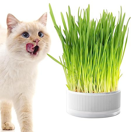 Rianpesn Hierba para Gatos - plantación hidropónica Cat Grass Grower,Cultivador Plantas para Gatos, Cajas propagación Desmontables, decoración del hogar para Gatos Catnip Planter
