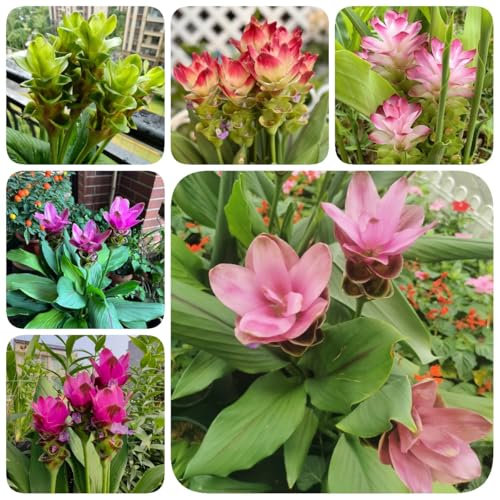350 pcs Kurkuma Pflanze Samen - schmetterlingswiese plants Curcuma alismatifolia - dekoration wohnzimmer gartenblumen, zimmerpflanzen samen winterfeste pflanzen für balkon kleines