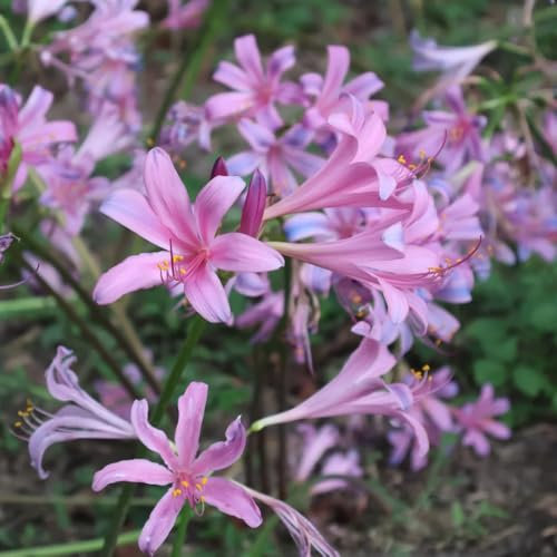 bulbi di giglio di ragno, pianta di fiori di sangue acquista bulbi di fiori Bulbi a primaverile, decorazioni floreali, Lycoris radiata, fioriera per bulbi da fiore, fiori 3pcs