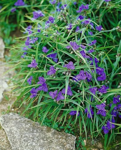 Tradescantia x andersoniana 'Leonora' 9x9 cm Topf – Winterhart, Mehrjährig, Pflegeleicht – Dreimasterblume – Staude für Beet & Rabatte