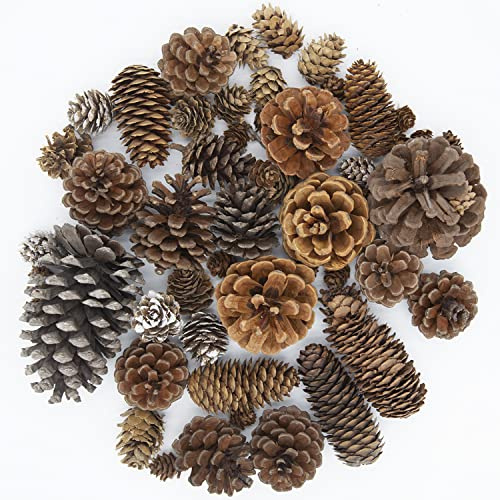 Puideon 50 PCS Natural Pine Cones Mixed Sizes