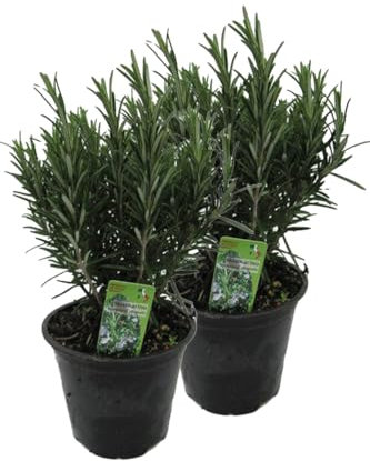 2er Set XXL italienischer Rosmarin im Topf - Rosmarinus officinalis
