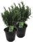2er Set XXL italienischer Rosmarin im Topf - Rosmarinus officinalis