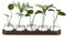 Hewory Terrarium Plant Propagation Station: Desktop Glass Terrarium Hyacinth Bulb Vase with Solid Wood Tray, Avocado Vase Hydroponics Propagators for Plants, Small Glass Vase for Plant Gifts, 5pcs