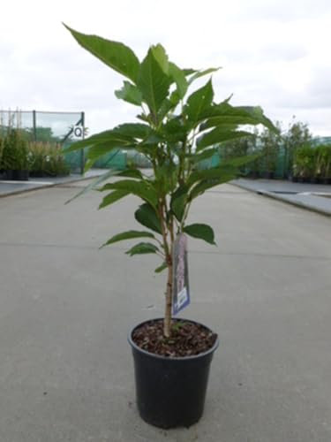 Prunus serr. 'Amanogawa' - Cerisier Du Japon 'Amanogawa' 60-80 cm en pot