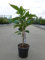 Prunus serr. 'Amanogawa' - Cerisier Du Japon 'Amanogawa' 60-80 cm en pot