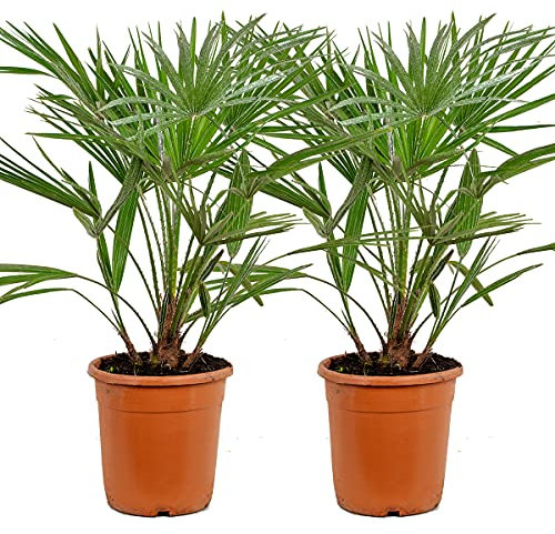 2x Chamaerops Humilis – Palma nana europea – Palma – Rustica - ⌀21 cm - 70-80 cm