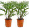 Bloomique - 2er Set - Chamaerops Humilis - Europäische Zwergpalme - Palmen Winterhart Draußen - Höhe 60-70 cm - Topf 21 cm