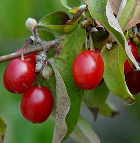 Kornelkirsche Kasanlaker 80-100cm - Cornus mas