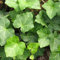Thorndale Efeu 1L - Garten Pflanzen mit schönen Blüten - Die perfekte Dekoration für Ihr Grundstück - Für Anfänger und professionelle Gärtner - Garten Wanddekoration Für alle Jahreszeiten