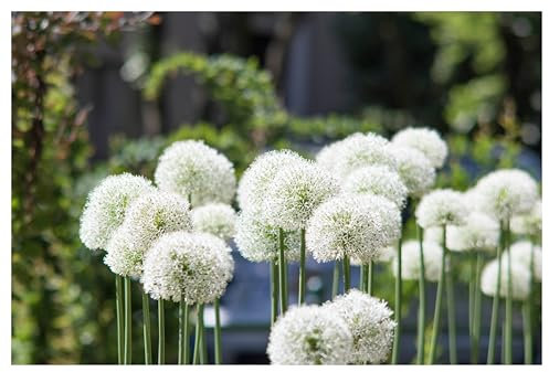 3 x Allium 'Mount Everest' im 1 Liter Topf (Staude/Stauden/Mehrjährig/Winterhart) Riesen Zierlauch - Strahlend weiße Blütenkugeln in majestätischer Höhe - Bienenfreundlich - von Stauden Gänge