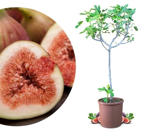 Meine Orangerie - Winterharter Feigenbaum - Echte Feige - Ficus Carica - Bornholmfeige - winterharte Feige in Gärtnerqualität - Fig tree - Feigenbaum selbstbefruchtend (6 Liter Topf)