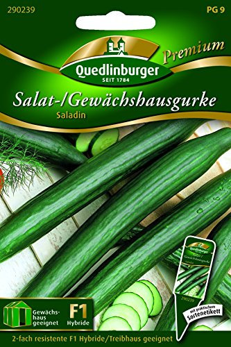 Gurken Gewächshaus- Saladin - Cucumis sativus L. QLB Premium Saatgut Gurken