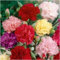 Pacchetto di 500 semi, semi del garofano, Chabaud Miscela (Dianthus caryophyllus)