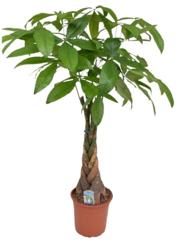 Plant in a Box - Pachira Aquatica - Geldbaum - Glückskastanie - Topf 24cm - Höhe 100-120cm