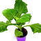 Inka Yacon White Smallanthus sonchifolius 2er Set
