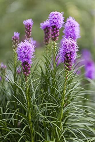 Liatris spicata 'Kobold' ca. 9x9 cm Topf - Prachtscharte, violette Blüten, Blütezeit Juli-September, ideal für Rabatten, bienenfreundlich, pflegeleicht