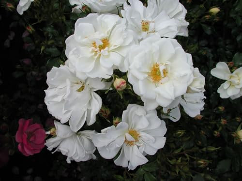 Rosa 'Diamant' 90 cm Stammhöhe – Winterhart, Mehrjährig – Stammrose – Zierpflanze für Kübel & Beet