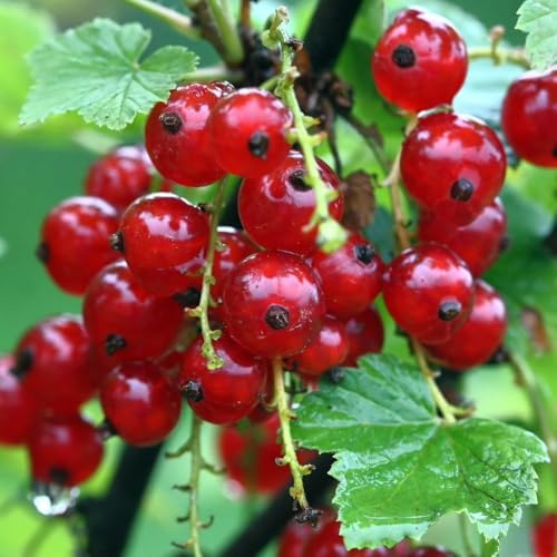 PIANTA DI RIBES in vaso 16/18 (COLORE:ROSSO;)