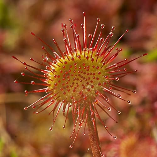 Drosera Paradoxa Carniverous House Plant Easy to Grow Your Own 1x 9cm Potted Plant by Thompson and Morgan