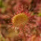Drosera Paradoxa Carniverous House Plant Easy to Grow Your Own 1x 9cm Potted Plant by Thompson and Morgan