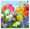 E+N Serviette-n Frühling-s-blume-n bunt 33 x 33 cm 20 Stück 3-lagig FSC-zertifiziert + Nordic Eco Label Svanen