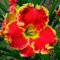 Taglilien zwiebeln,winterhart pflanze,taglilien winterhart mehrjährig pflanze,hemerocallis pflanzen,Taglilien,taglilien rhizome,taglilien zwiebeln winterhart,Hemerocallis Knollen.-5zwiebeln-J