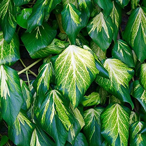 GardenersDream Hedera Sulphur Heart - Lierre Doré Résistant au Froid - Plante Grimpante Jaune-Vert - Plante Extérieur Persistante