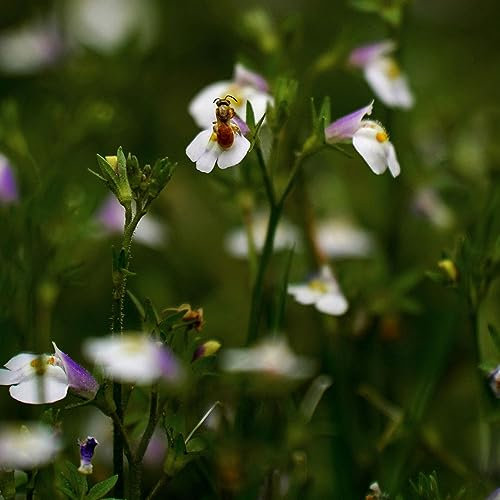 200 pcs Mazus reptans samen - winterharte kübelpflanzen gartenblumen Bodendecker,Lippenmäulchen nachhaltige produkte blumenwiese wildflower summer blumenwiese samen mehrjährig winterhart