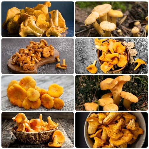 400 Pcs Pfifferlinge Samen, Champignons Selber Züchten - Cantharellus Cibarius - Geschenke Für Gartenfreunde, Gemüsesamen Winterhart, Pilze Züchten Samen Pfifferlinge Züchten, Exotische