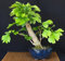 Erbstück Organic 5 PC / bag Ginkgo biloba Gingko Ginkgobaum Samen Nüsse Bonsai-Baum aus Samen Pflanzentopf gezüchtet Hausgarten 4