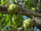 Osagedorn Maclura pomifera Pflanze 45-50cm Milchorangenbaum Osage-Orange Rarität