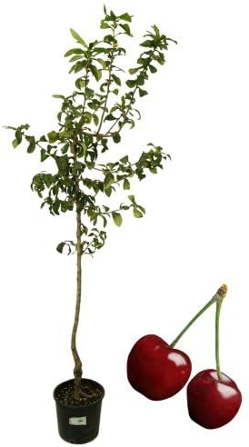 P. Piantine da Orto | Ciliegio Bigareau Burlat, Pianta in Vaso Diametro 22 cm, Pianta da Frutto in Vaso, Pianta Vera da Esterno, Giardino o Vaso in Terrazza, Vivaio Italiano