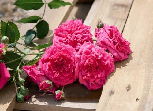 Rosa 'Laguna' - Kletterrose, pinke Blüten, Blütezeit Juni-September, ideal für Spaliere, duftend, pflegeleicht und winterhart