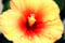 Abelmoschus moschatus Indischer Hibiskus 10 Samen