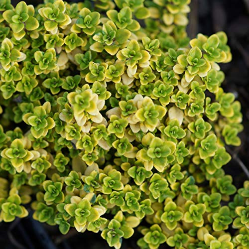 Blumixx Stauden Thymus x citriodorus 'Golden Dwarf' – Garten-Zitronenthymian, hellviolett blühende Staude, winterhart, insektenfreundlich, duftend, Bodendecker für Beet, Steingarten, Kübel
