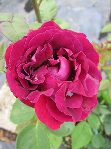 Kletterrose Souvenir de Docteur Jamain® - Rosa Souvenir de Docteur Jamain® - dunkelrot-violett - Duft+++