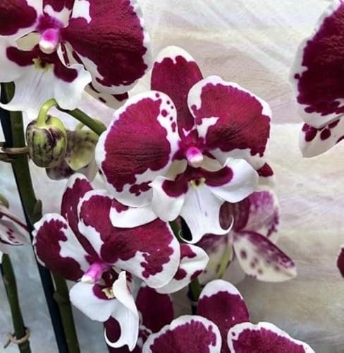 Rare Phalaenopsis Orchid 'Untold Stories' Indoor Plant Flowering in 12 cm Pot 2 br 60 cm