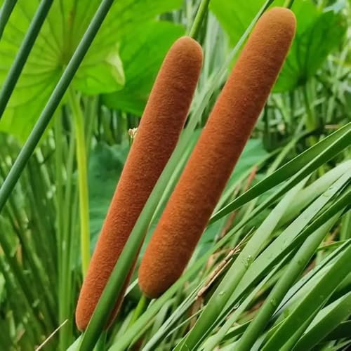 60 pz Semi di tifa Piante resistenti semi biologici piante da interno Typha Orientalis arbusti sempreverdi resistenti, pianta ricadente semi di erbe per piante da ufficio, Arbusti