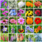Mix Blumen Samen Set, Wildblumensamen Mehrjährig Winterhart, für Den Garten oder Balkon, Die Bienenweide und Wildblumenwiese Blumenwiese Samen