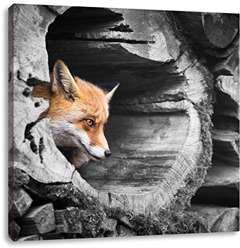 Pixxprint schöner Fuchs im Baumstamm, Größe: 60x60, Leinwandbild Quadratisch, Wandbild, Kunstdruck, fertig bespannt