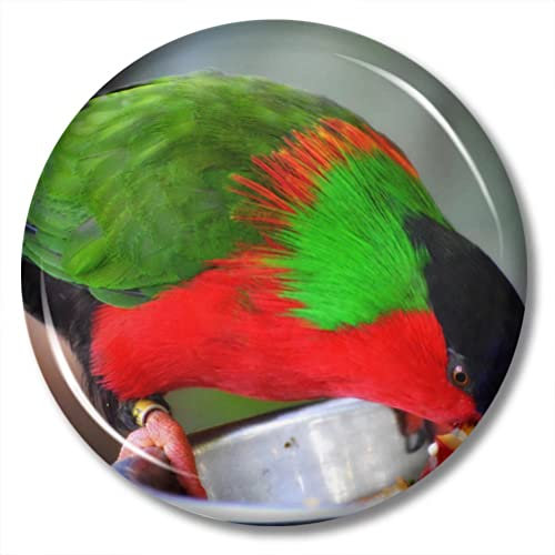 Fidschi Phigys Solitarius Magnet Kühlschrank Aufkleber 5,7 cm