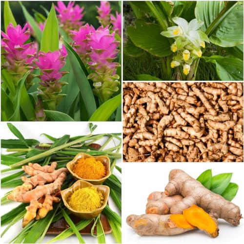 200 pcs kurkuma samen - herbs saat winterharte stauden mehrjährig Curcuma longa, kräuterlinge pflanzensamen deko wohnzimmer modern baumsamen zimmerpflanze saatgut alte sorten spezielle