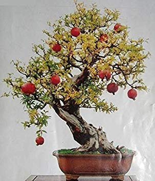 50PCS bonsai Olive Bonsai Tree (Olea europaea) Seeds, Mini Olive Bonsai, Olive Bonsai Fresh Seeds Exotic Tree: Only Seeds
