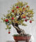 50PCS bonsai Olive Bonsai Tree (Olea europaea) Seeds, Mini Olive Bonsai, Olive Bonsai Fresh Seeds Exotic Tree: Only Seeds
